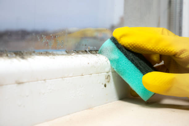 Best Residential Mold Removal  in Shepherdsville, KY
