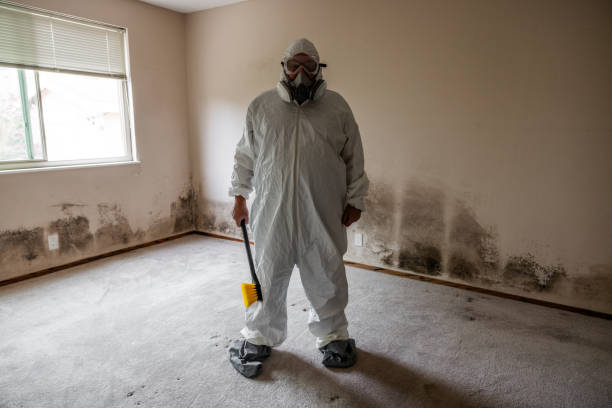 Best Mold Removal Specialists  in Shepherdsville, KY