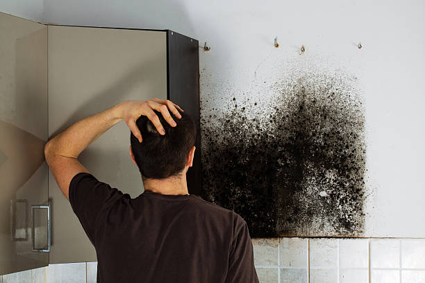Best Mold Inspection  in Shepherdsville, KY