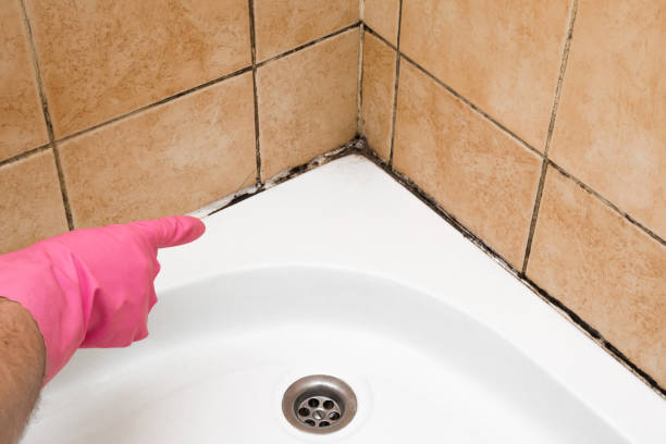 Best Crawl Space Mold Removal  in Shepherdsville, KY
